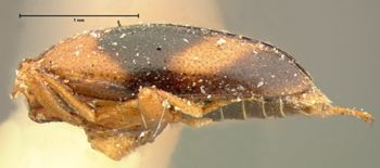 Media type: image;   Entomology 8238 Aspect: habitus lateral view